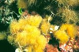 discosporangium mesarthrocarpum2